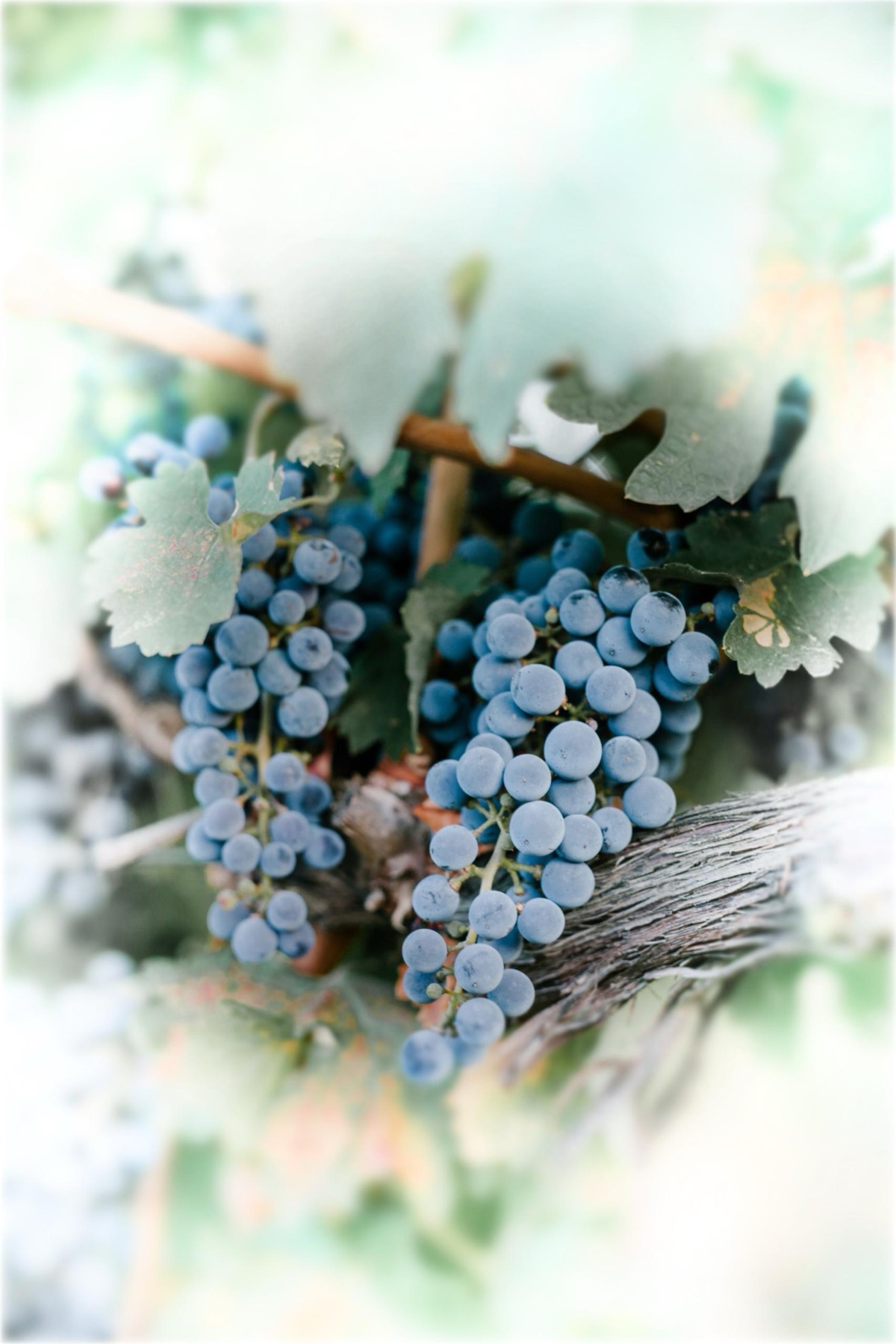Vineyard at sunset