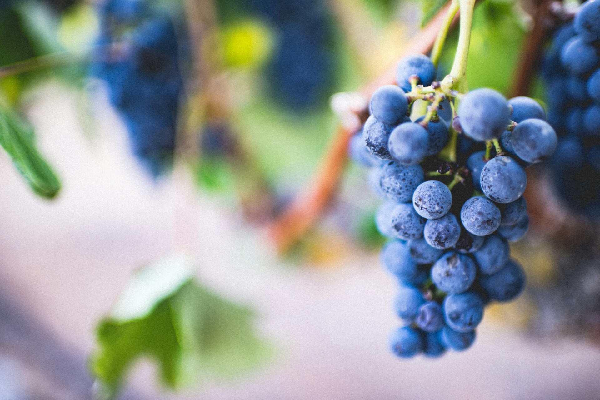 Bunch of ripe Malaga grapes